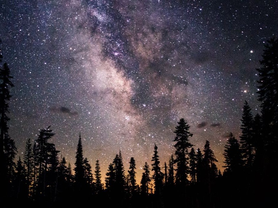 Starry night sky with the Milky Way visible above a silhouetted forest of tall trees, creating a breathtaking cosmic landscape.