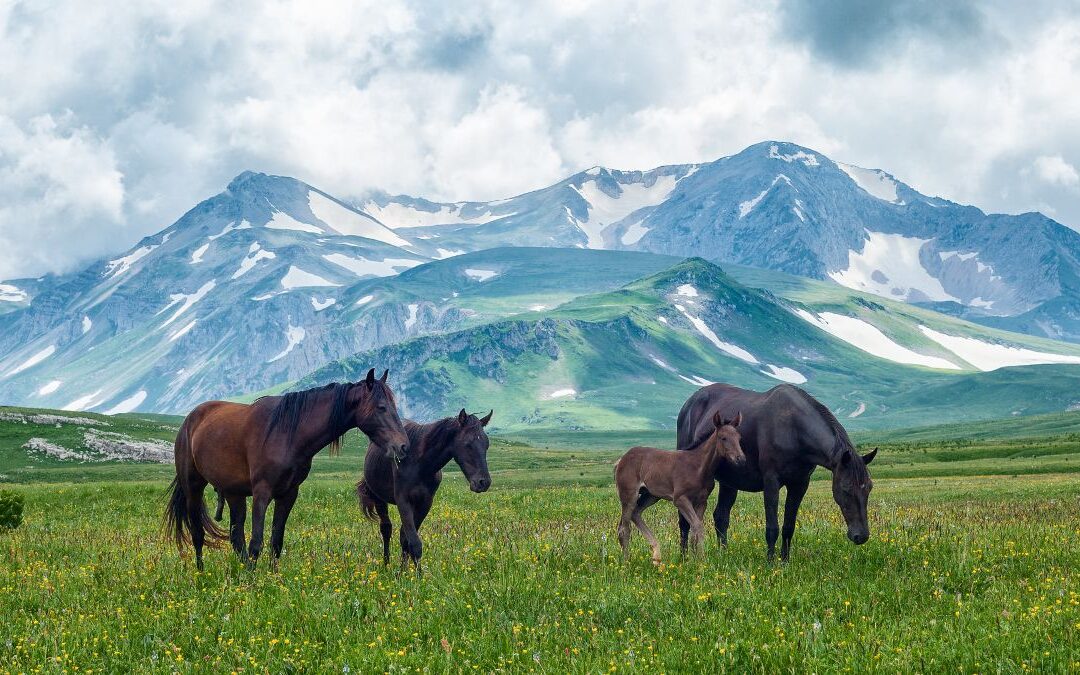 A group of horses grazes peacefully in a grassy meadow with snow-capped mountains in the background under a cloudy sky.