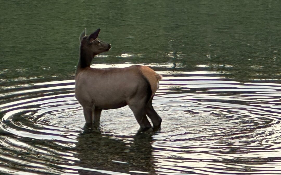 A deer stands in rippling water, surrounded by a reflective, serene lake. The natural setting suggests a peaceful, wildlife habitat.